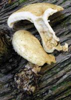 Lactarius scrobiculatus var. canadensis.